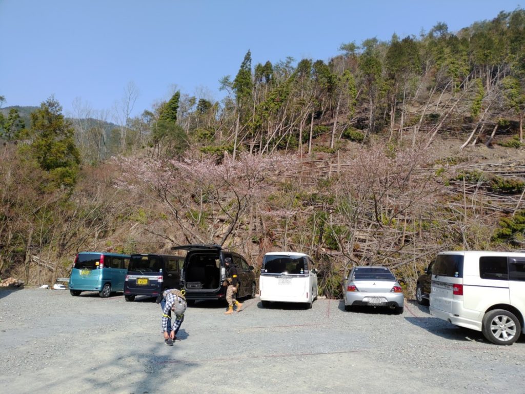 ボーダーゾーン 駐車場の桜
