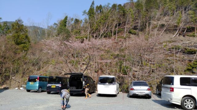 ボーダーゾーン 駐車場の桜